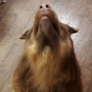 Meet your Posher, Jackson